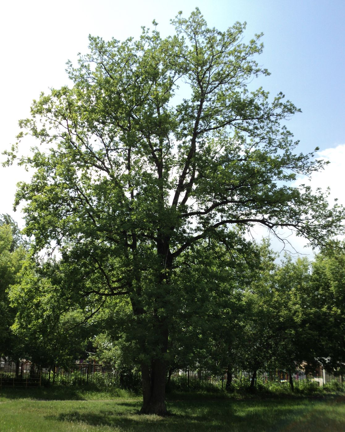 Изображение особи Quercus robur.