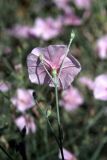 Convolvulus subhirsutus