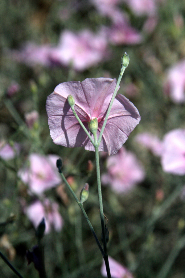Image of Convolvulus subhirsutus specimen.
