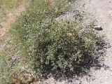 Zygophyllum fabago