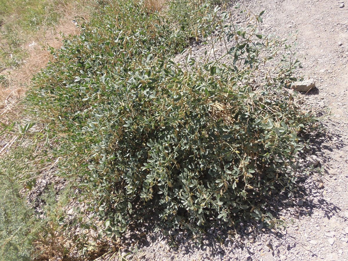 Image of Zygophyllum fabago specimen.