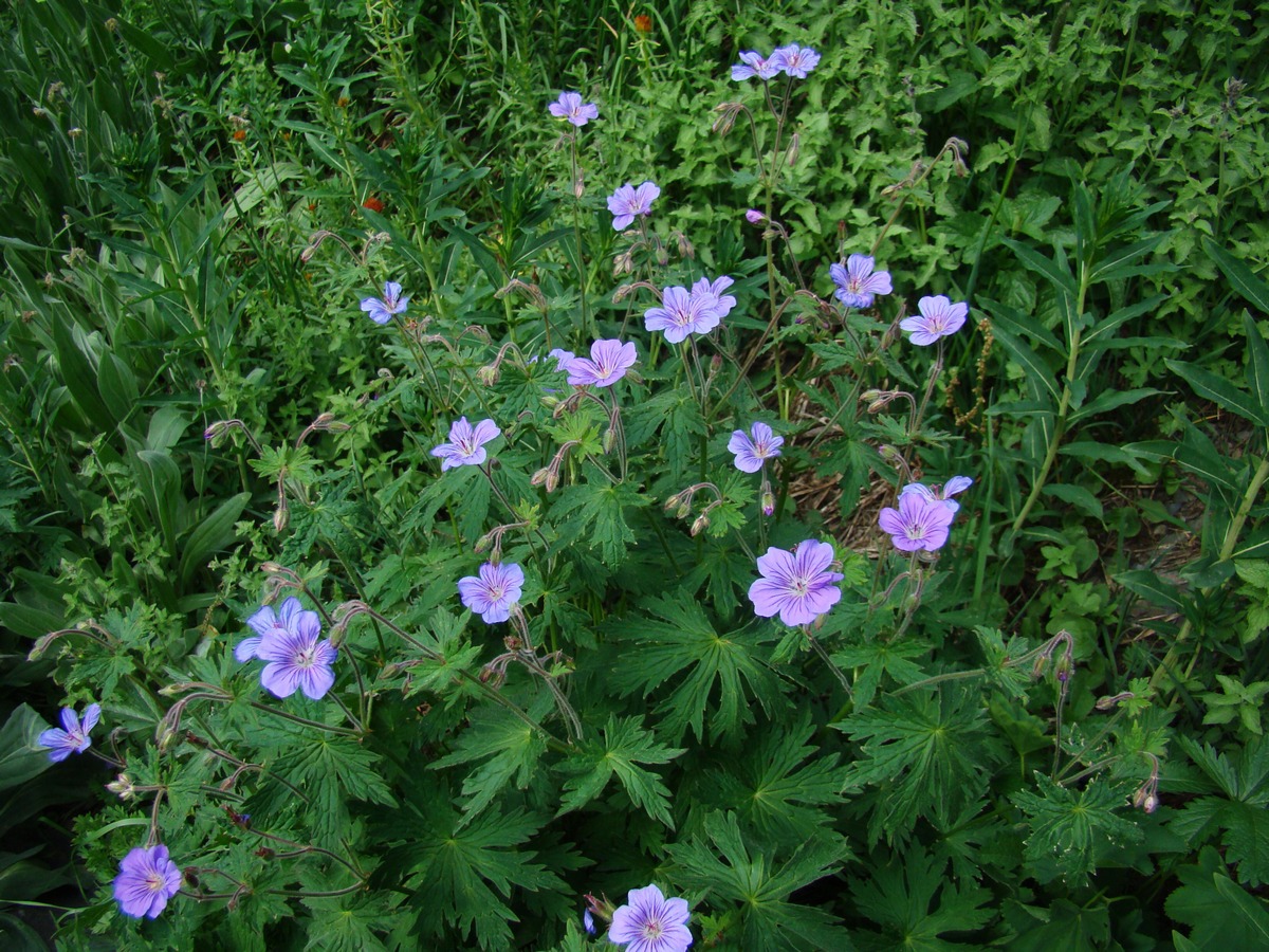 Image of Geranium ferganense specimen.