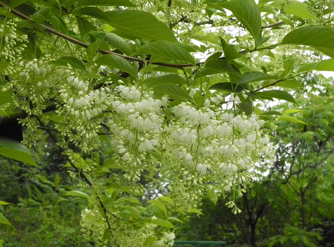 Image of Pterostyrax hispidus specimen.