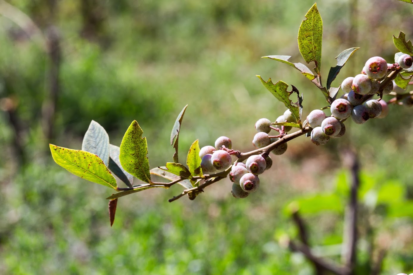 Изображение особи Vaccinium corymbosum.