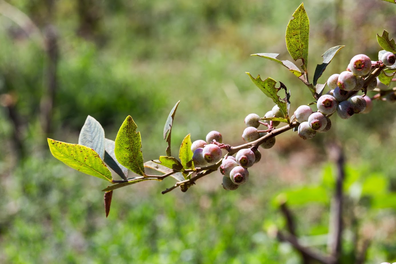 Image of genus Vaccinium specimen.