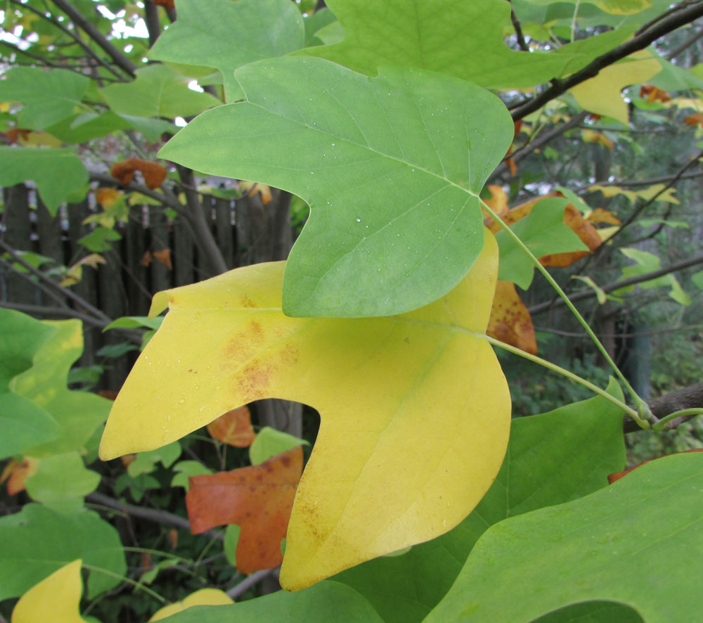 Image of Liriodendron tulipifera specimen.