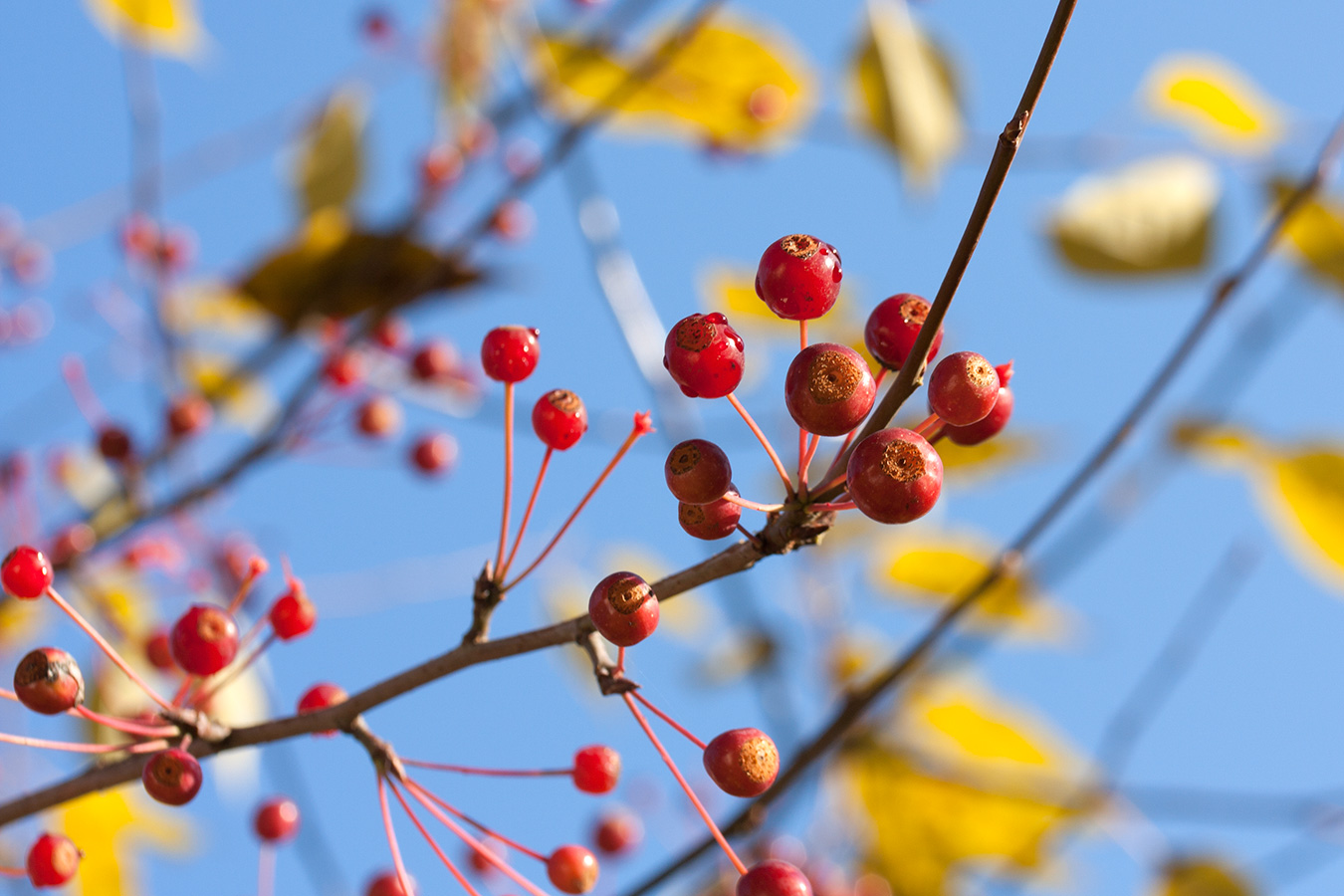 Изображение особи Malus baccata.