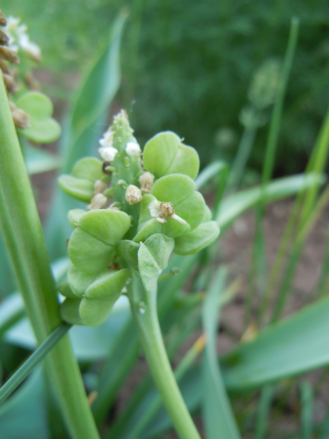 Изображение особи род Muscari.