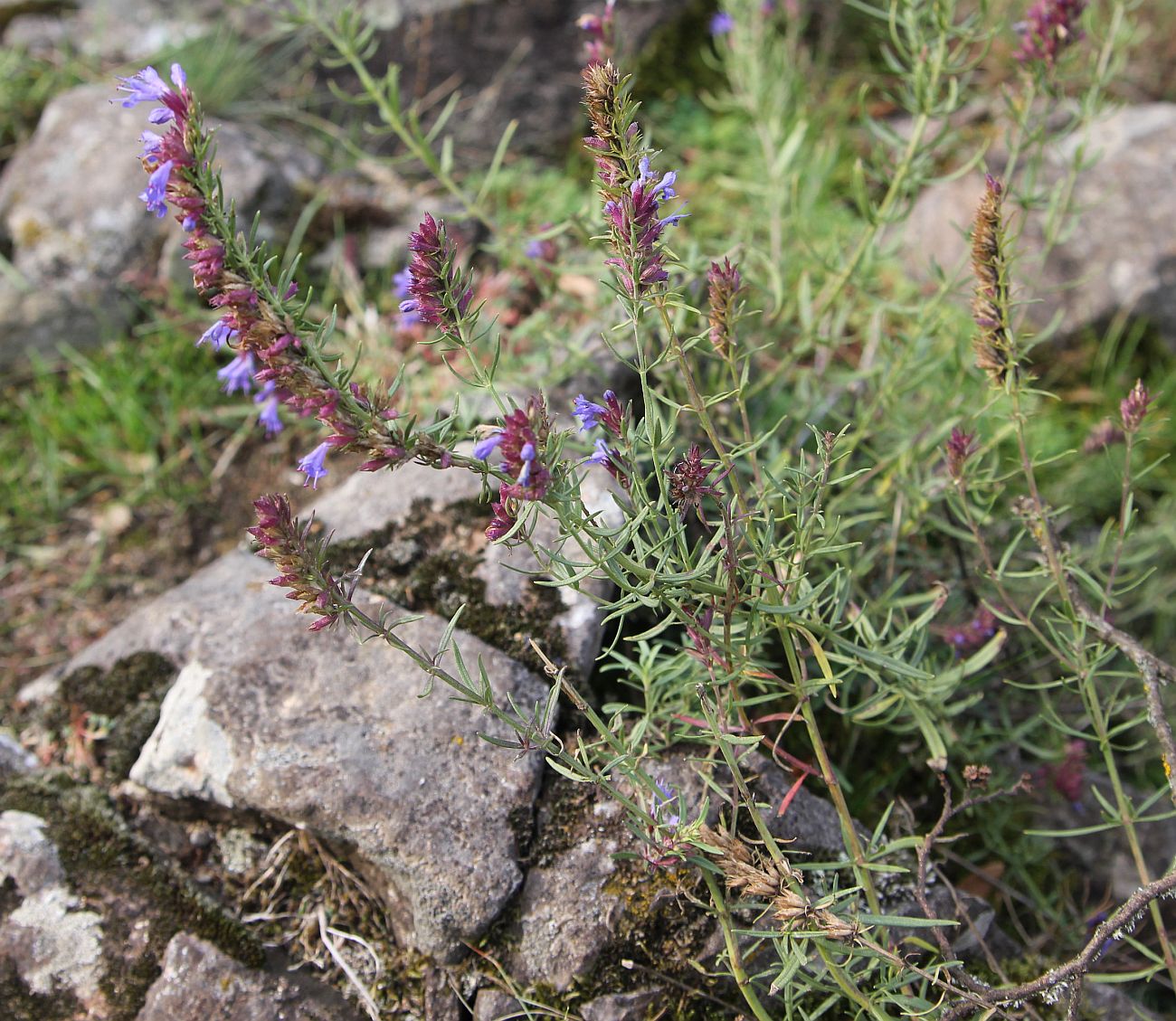 Image of Hyssopus angustifolius specimen.