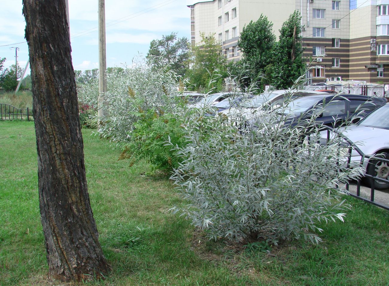 Image of Salix alba specimen.