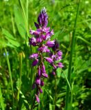 Polygala comosa. Соцветие. Нижегородская область, окр. г. Шумерля, пойма р. Сура, оз. Холодное. 11 июня 2008 г.