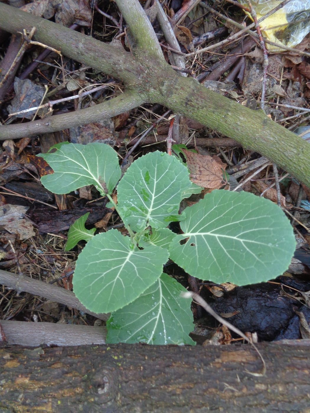 Изображение особи Brassica oleracea var. capitata.