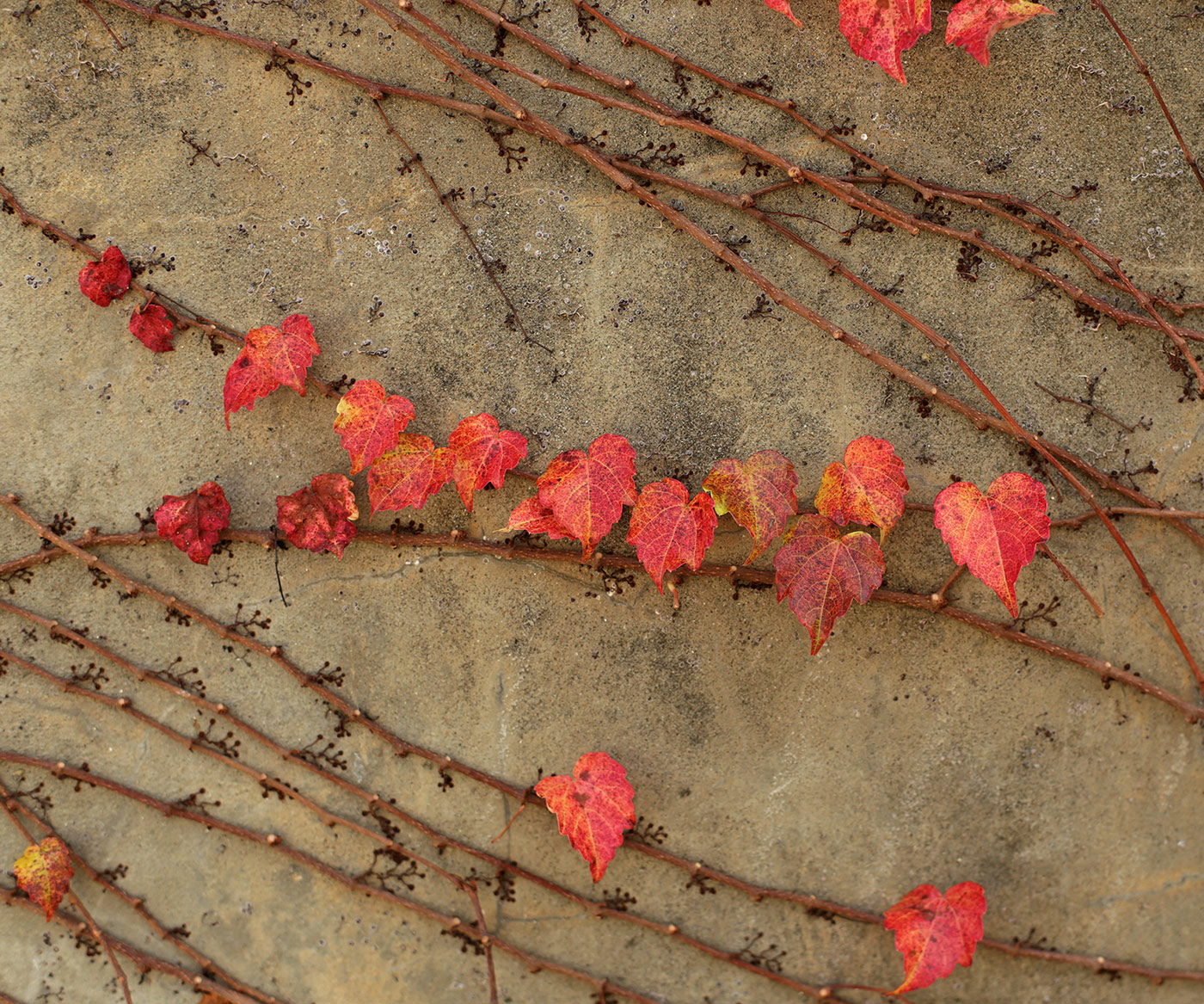 Image of Parthenocissus tricuspidata specimen.