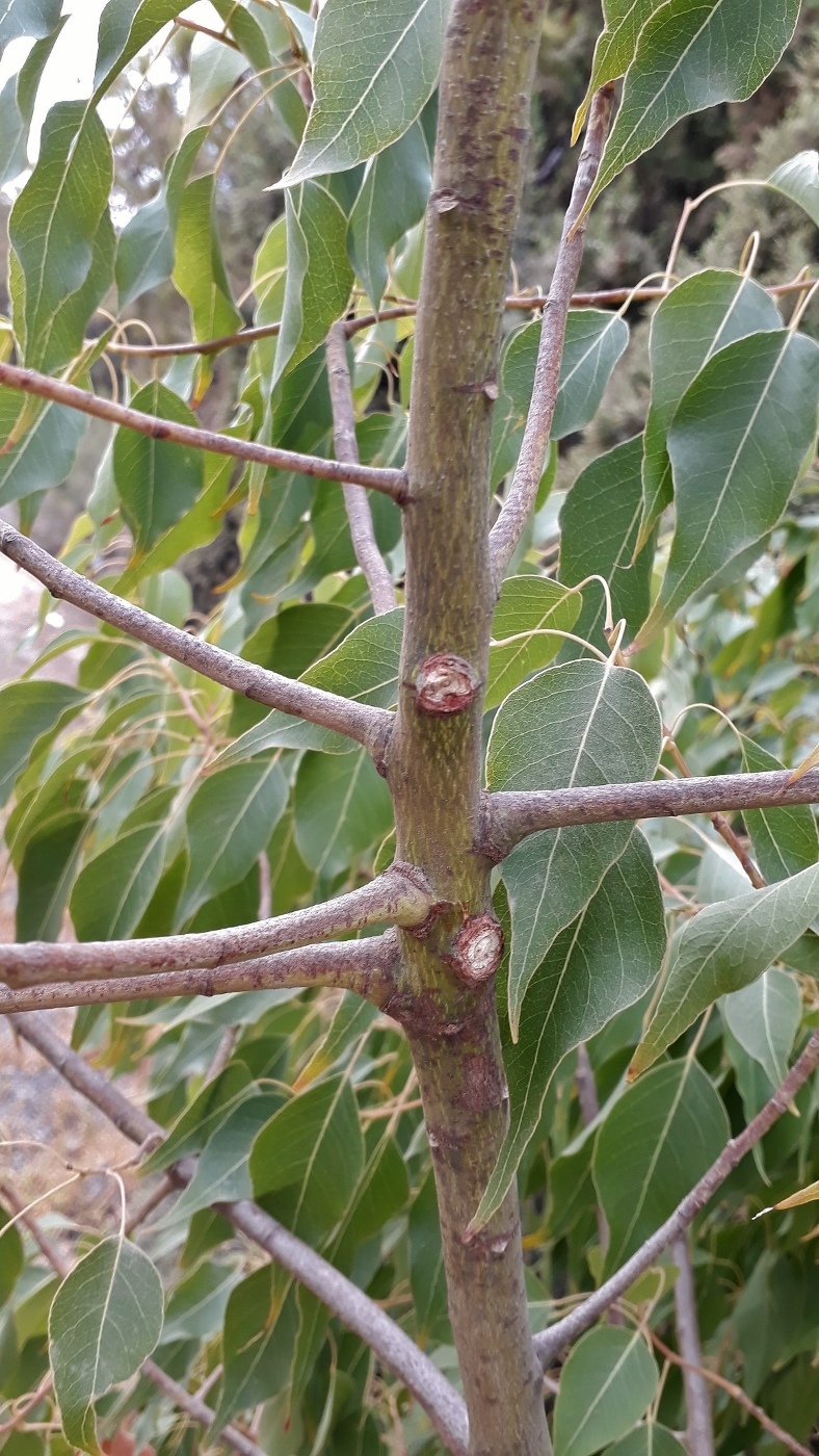Изображение особи Brachychiton populneus.