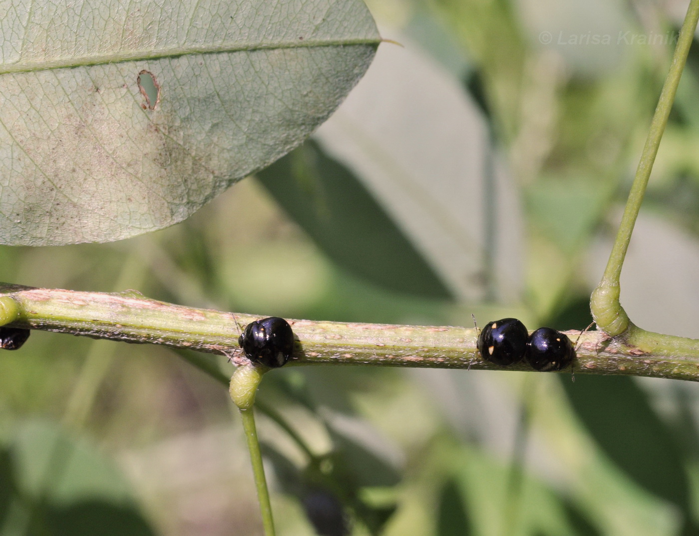 Image of Lespedeza bicolor specimen.