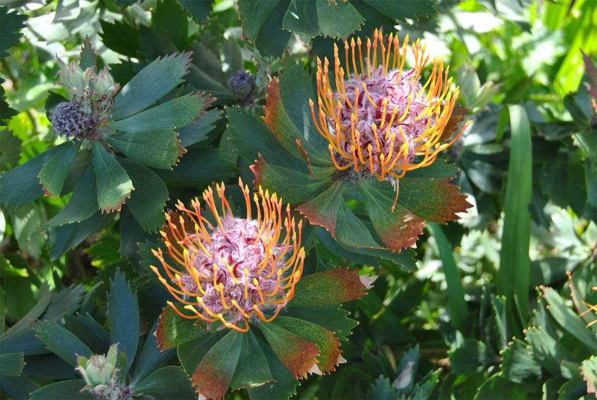 Изображение особи Leucospermum glabrum.