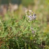 Astragalus subpolaris. Побег с соцветиями, поражёнными тлёй. Финляндия, муниципалитет Савонлинна, окр. туркомплекса Харьюн Портти, берег оз. Пихляавеси, дамба на о-в Хаатансаари, обочина дороги у моста. 05.08.2018.