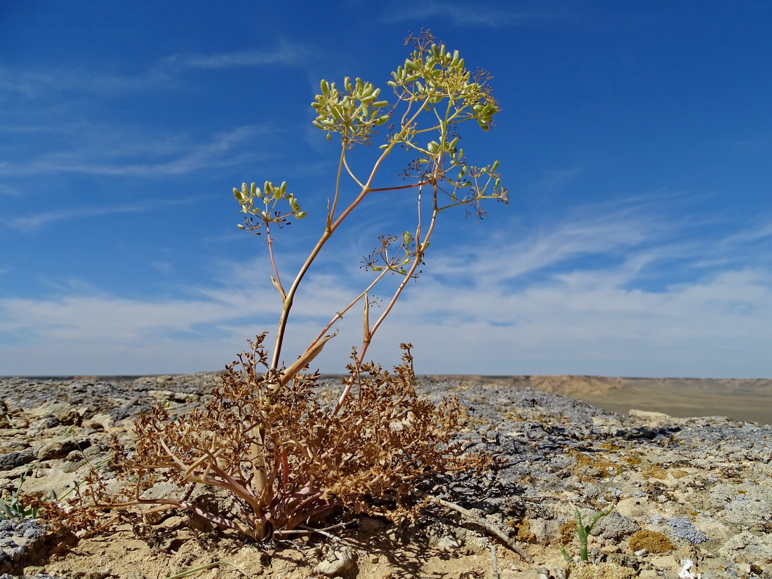 Изображение особи Ferula lehmannii.