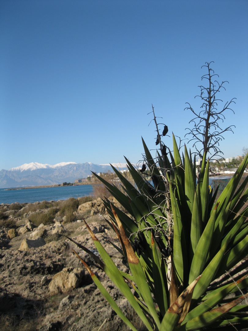 Image of Yucca aloifolia specimen.