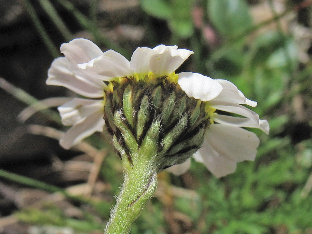 Image of Achillea schurii specimen.