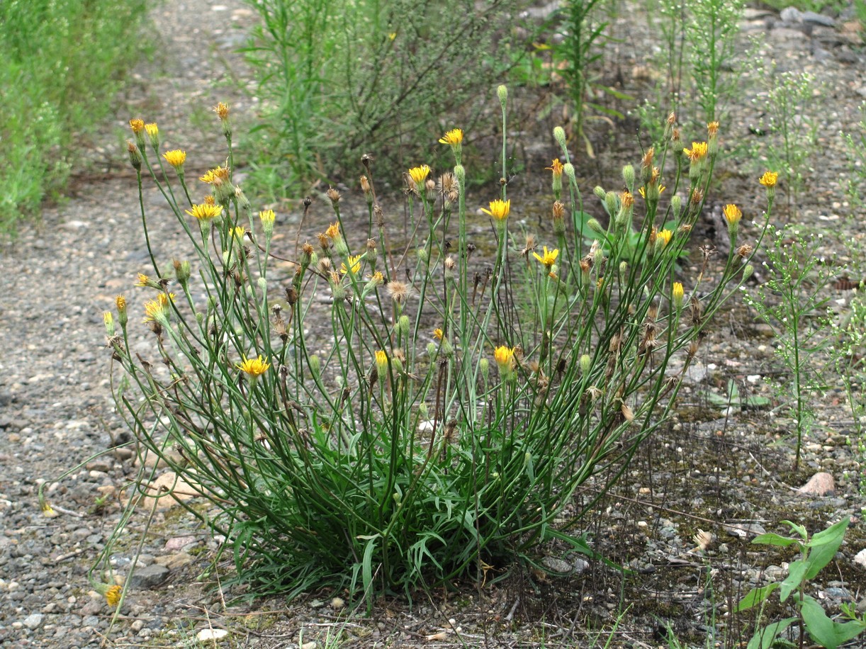 Image of Scorzoneroides autumnalis specimen.