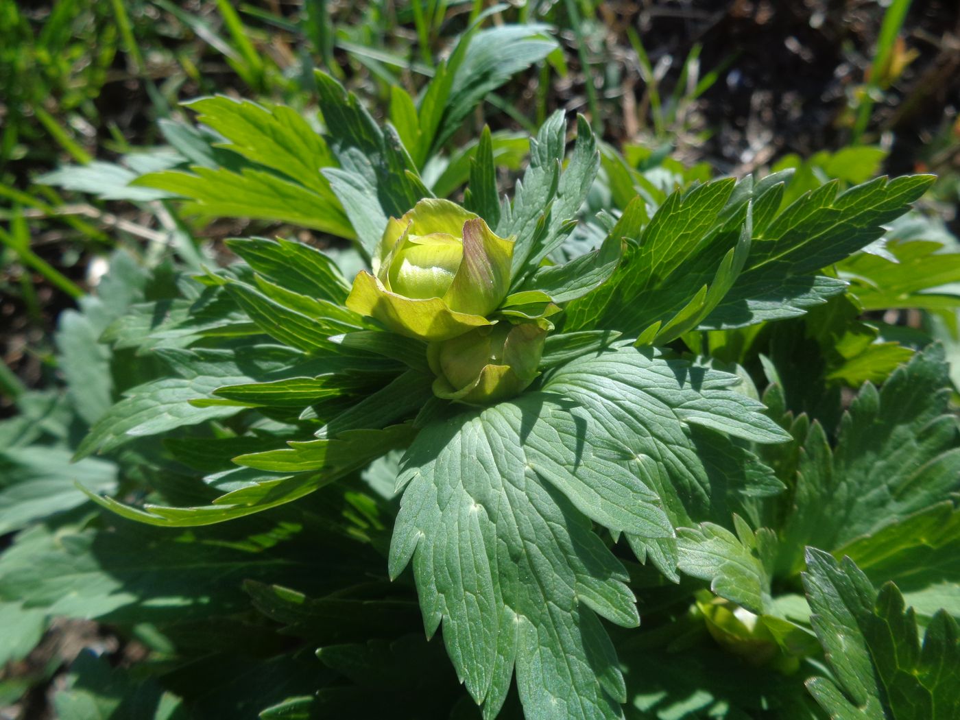 Изображение особи Trollius europaeus.