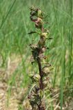 Pedicularis palustris. Верхушка побега с формирующимися плодами. Нидерланды, провинция Drenthe, национальный парк Drentsche Aa, окр. деревни Schipborg, влажный ситниковый луг в прибрежной зоне небольшого озера. 7 июня 2008 г.