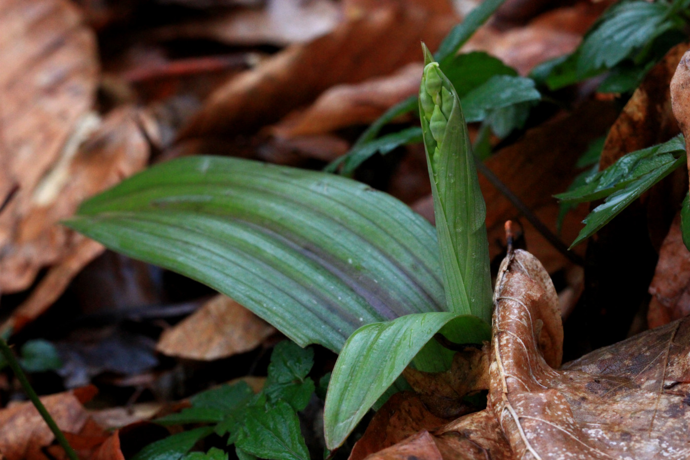 Image of Steveniella satyrioides specimen.