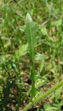 Crepis rhoeadifolia