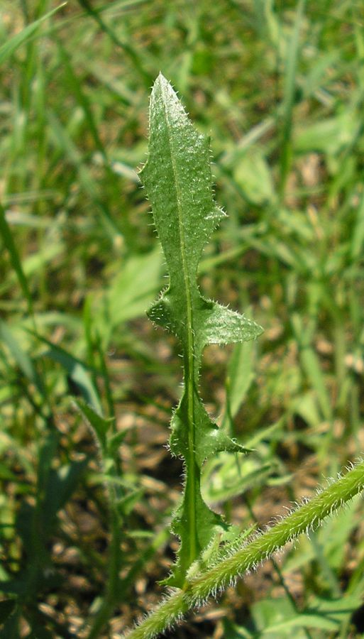 Image of Crepis rhoeadifolia specimen.