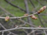 Tilia mandshurica