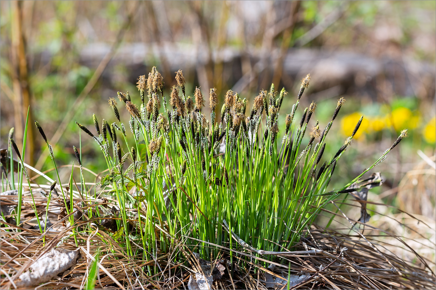 Изображение особи Carex cespitosa.