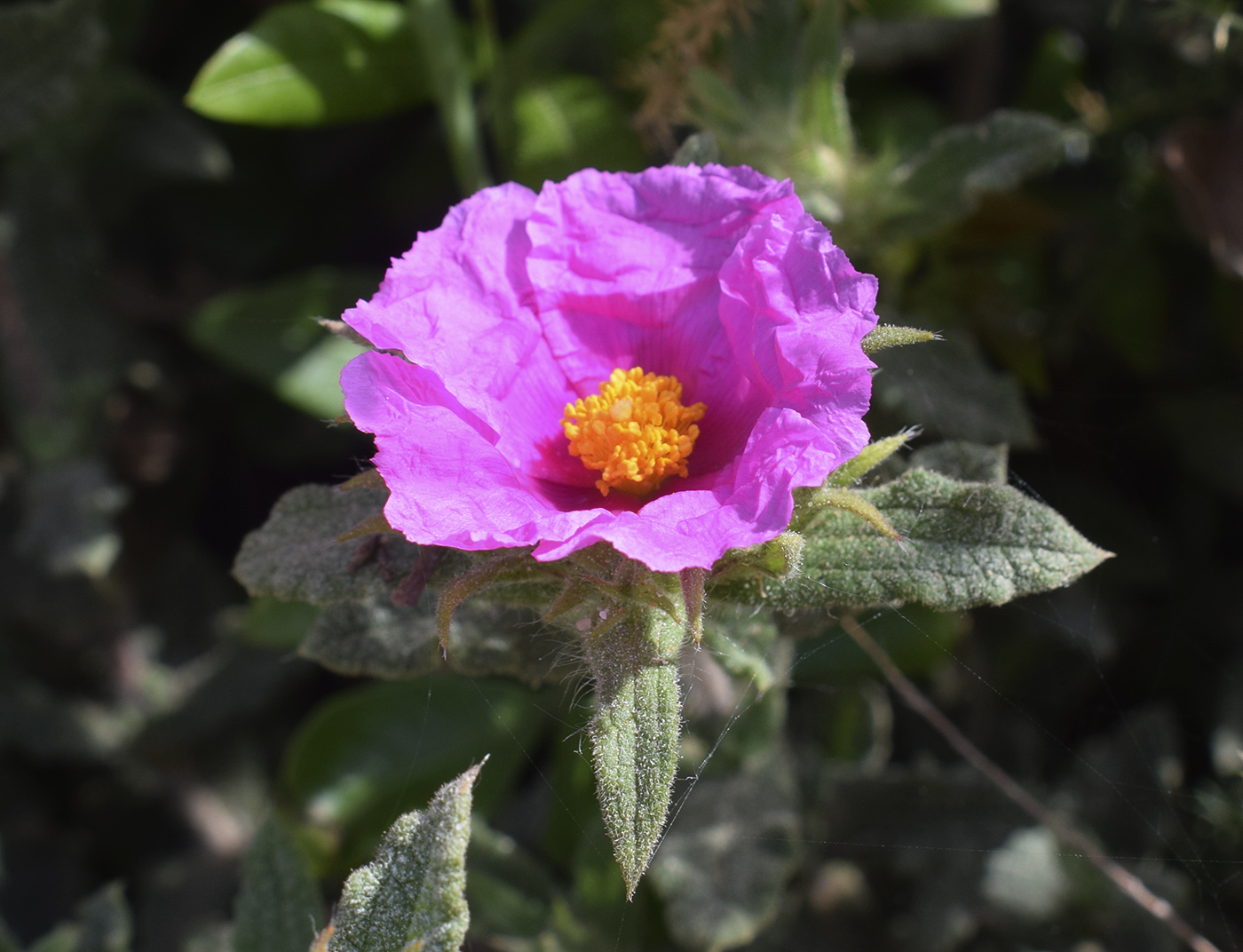 Image of Cistus crispus specimen.