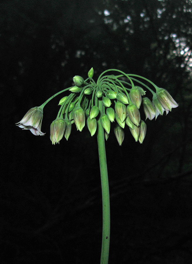 Image of Nectaroscordum bulgaricum specimen.