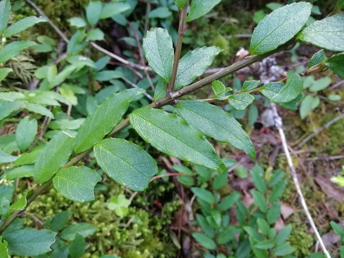 Изображение особи Ilex rugosa.