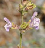 Image of taxon representative. Author is Роланд Цандекидис