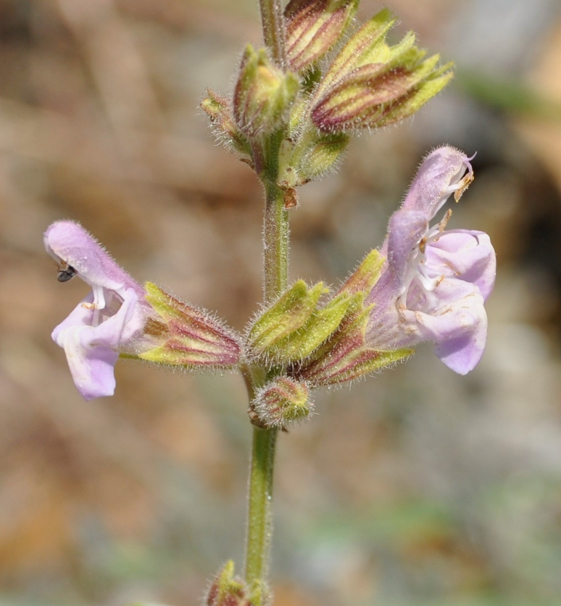 Image of Salvia willeana specimen.