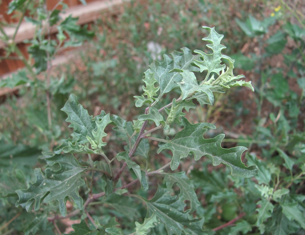 Image of Atriplex tatarica specimen.