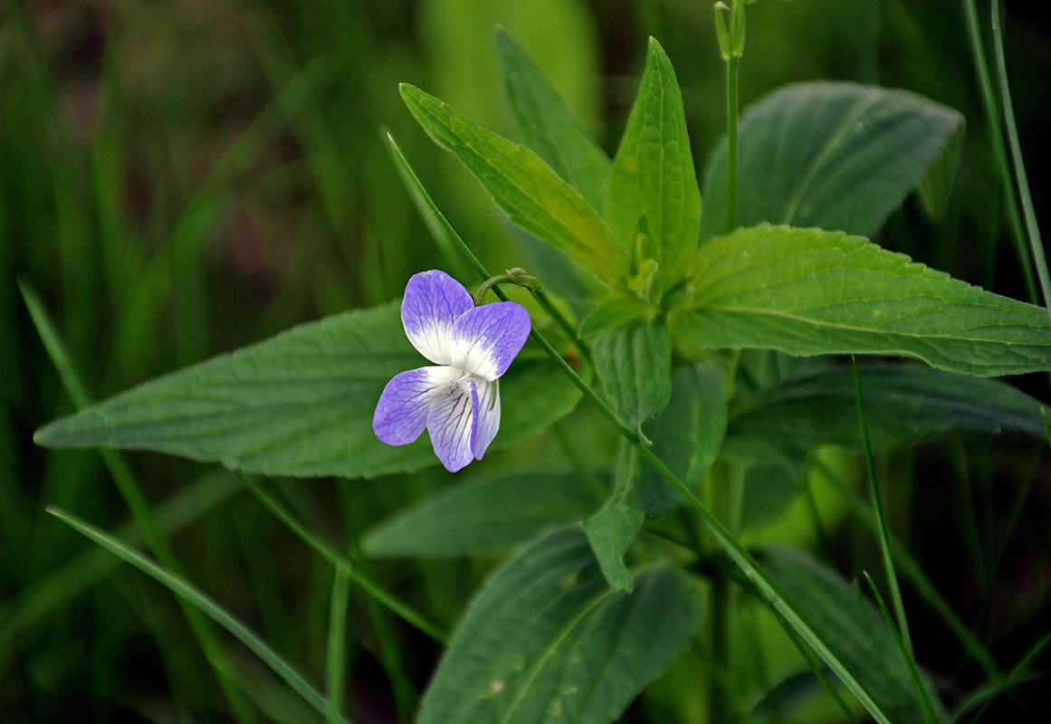 Image of Viola elatior specimen.