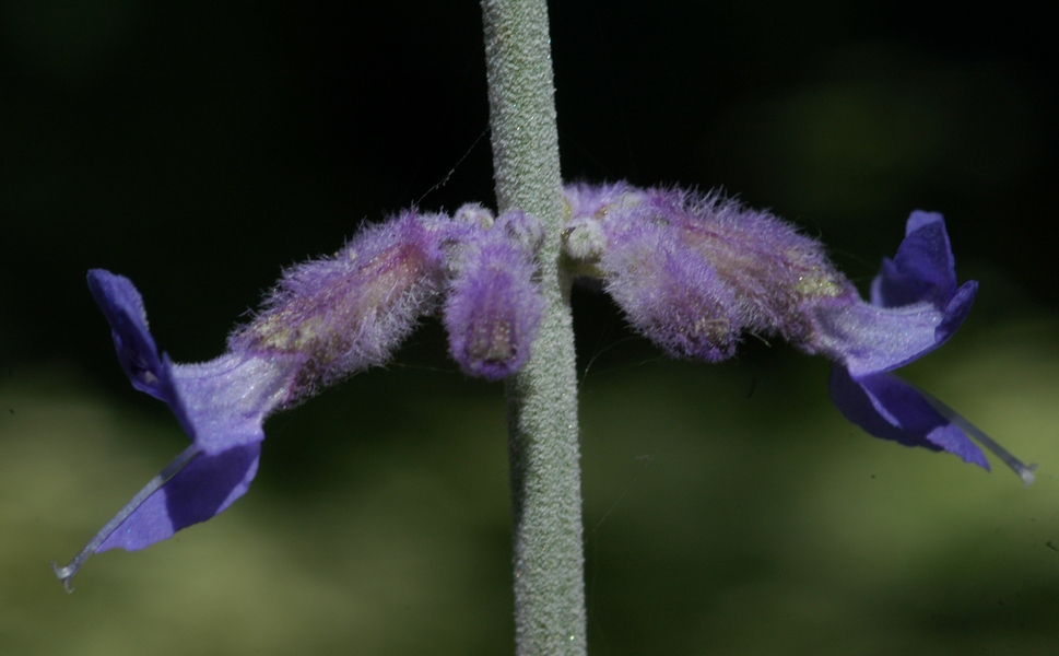 Изображение особи Perovskia atriplicifolia.