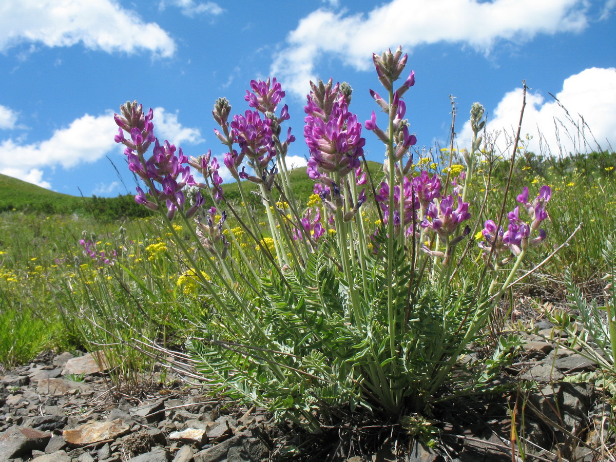 Изображение особи Oxytropis songarica.