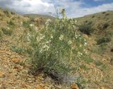 Vicia costata