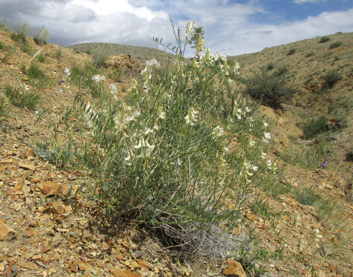 Изображение особи Vicia costata.