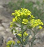 Alyssum daghestanicum. Соцветие. Дагестан, Гергебильский р-н, окр. с. Гергебиль, ок. 900 м н.у.м., каменистый склон. 07.06.2019.