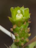 Cylindropuntia leptocaulis