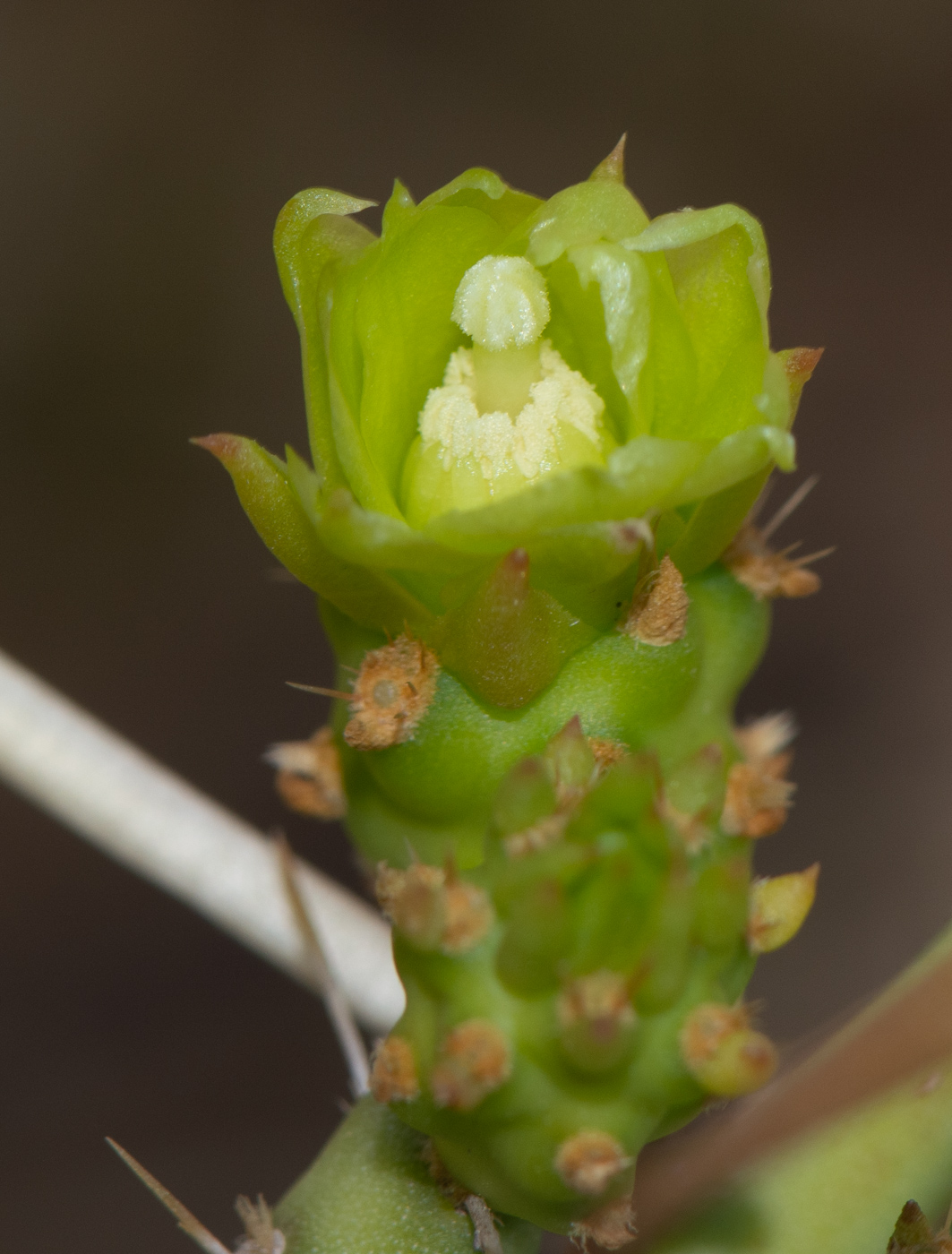 Изображение особи Cylindropuntia leptocaulis.