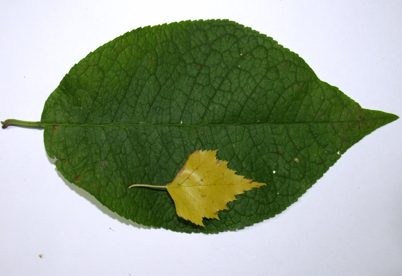 Image of Padus avium ssp. pubescens specimen.