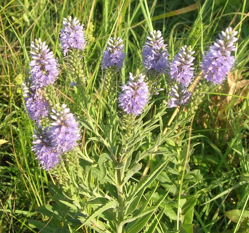 Image of Veronica spuria specimen.