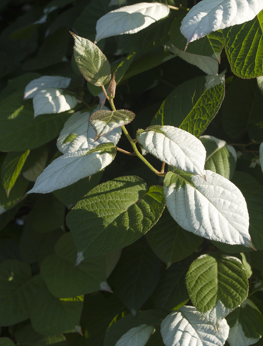 Image of Actinidia kolomikta specimen.