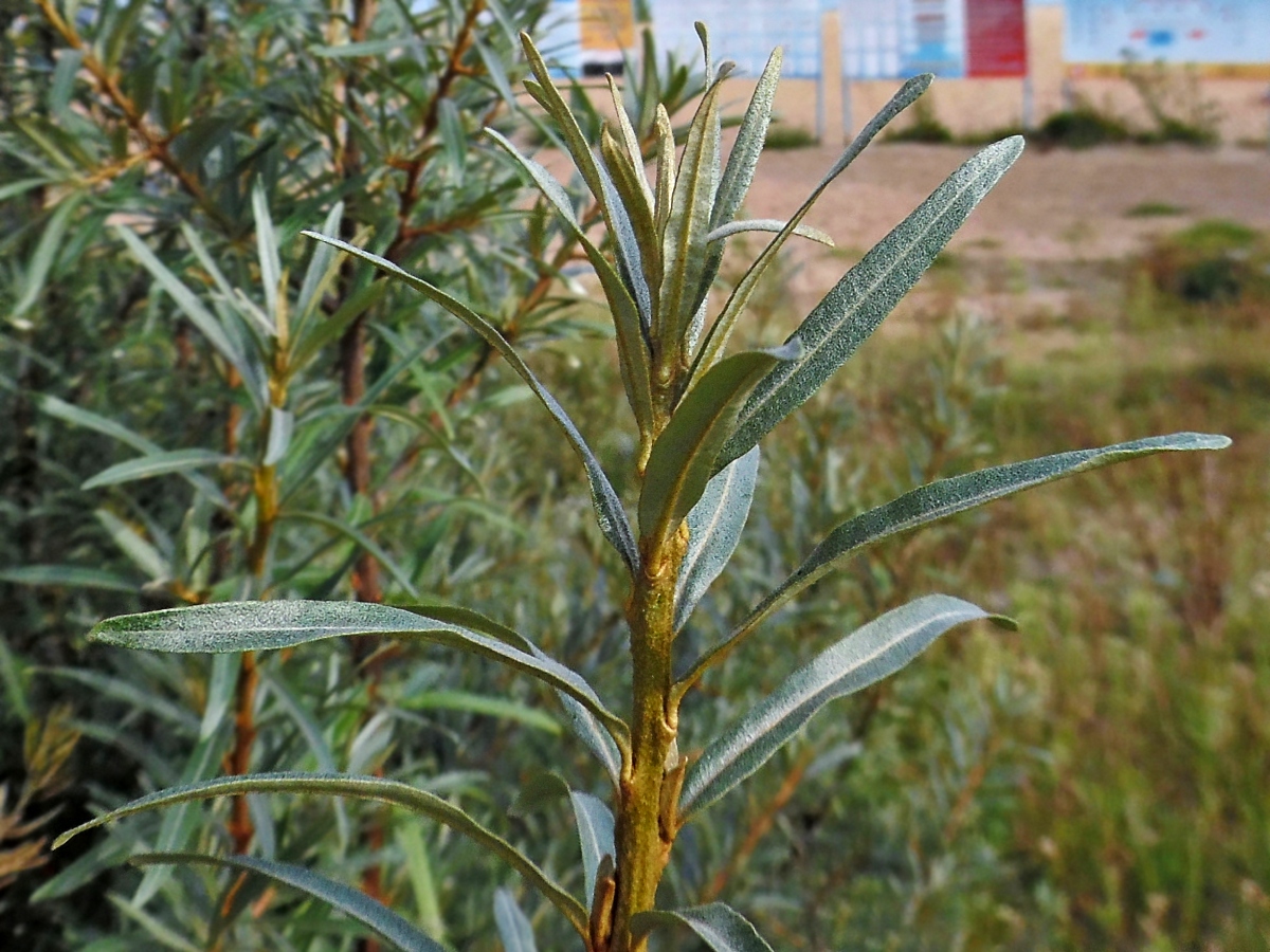 Image of Hippophae rhamnoides specimen.